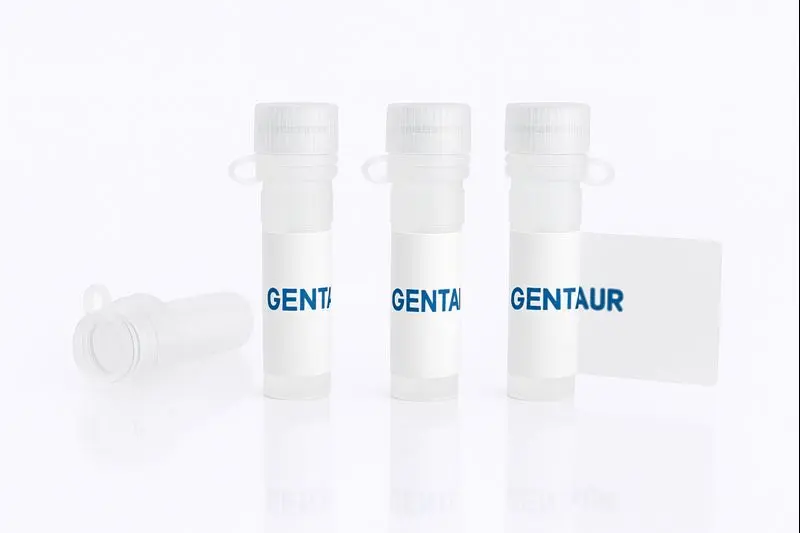 Erythropoietin receptor/EpoR, Human (HEK293, His)